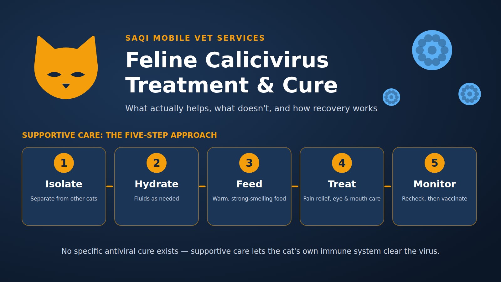 Feline Calicivirus treatment and cure: five-step supportive care plan
