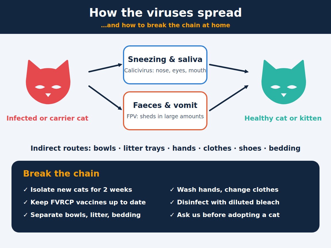 Diagram of how feline calicivirus and FPV spread between cats and how to prevent it